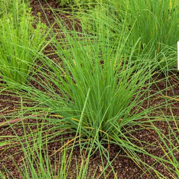 Aromatiques - Ciboulette Très Fine Danoise - face recto